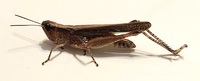 Orphulella pelidna