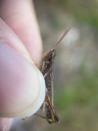 Orphulella pelidna
