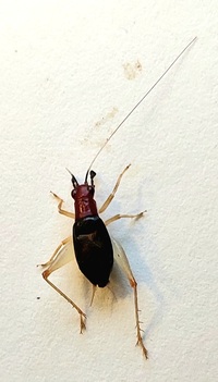 Phyllopalpus pulchellus
