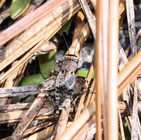 Pictonemobius ambitiosus complex