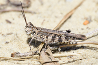 Psinidia fenestralis