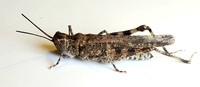 Psinidia fenestralis