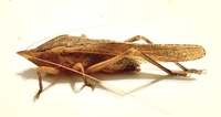 Pyrgocorypha uncinata