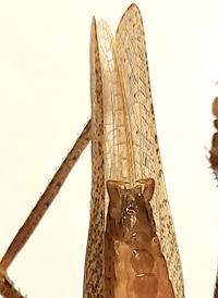 Pyrgocorypha uncinata