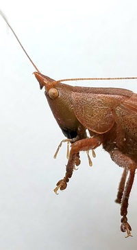 Pyrgocorypha uncinata