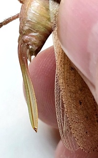 Pyrgocorypha uncinata