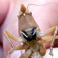 Pyrgocorypha uncinata