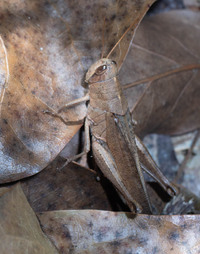 Schistocerca alutacea