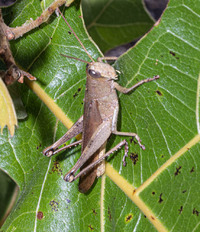 Schistocerca rubiginosa