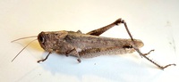 Schistocerca alutacea