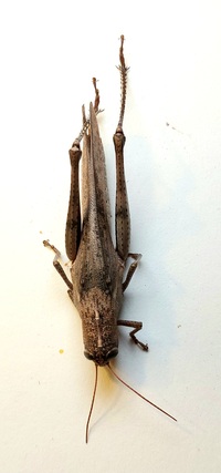 Schistocerca alutacea