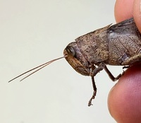 Schistocerca alutacea