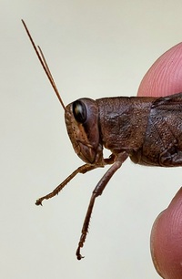 Schistocerca rubiginosa