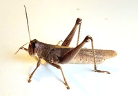 Schistocerca rubiginosa