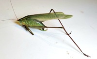 Scudderia texensis