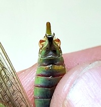 Scudderia texensis