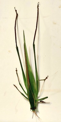Scudderia unidentified species