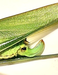 Scudderia unidentified species