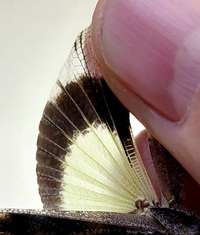 Spharagemon cristatum