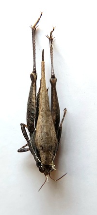Tettigidea lateralis