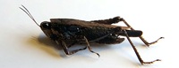 Tettigidea lateralis