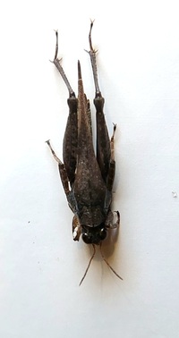 Tettigidea lateralis