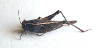 Tettigidea lateralis