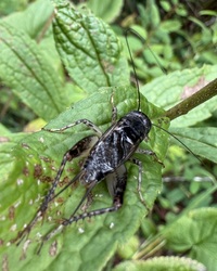 Velarifictorus micado