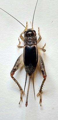Velarifictorus micado