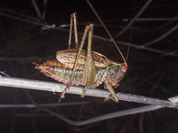 Conocephalus nemoralis