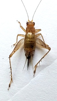 Anaxipha unidentified species