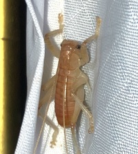 Camptonotus carolinensis