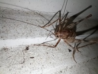 Tachycines asynamorus