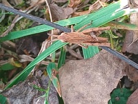Chortophaga viridifasciata