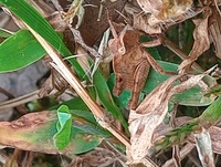 Chortophaga viridifasciata