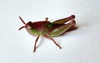 Chortophaga viridifasciata