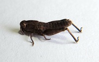 Chortophaga viridifasciata