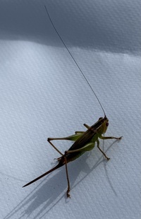 Conocephalus brevipennis