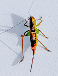 Conocephalus brevipennis