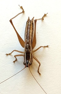 Conocephalus saltans