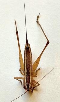 Conocephalus saltans