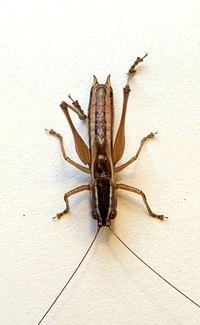 Conocephalus saltans