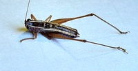 Conocephalus saltans