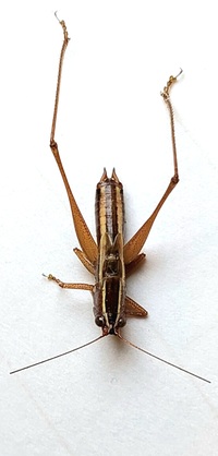 Conocephalus saltans