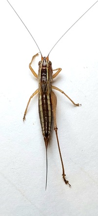 Conocephalus saltans