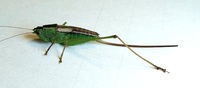 Conocephalus strictus