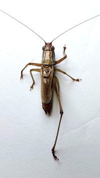 Conocephalus nemoralis