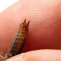 Conocephalus nemoralis