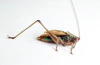 Conocephalus nemoralis