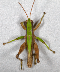 Dichromorpha viridis